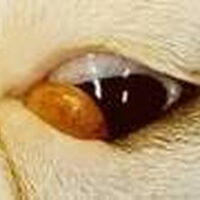 Foto 1 bij Cherry eye bij je hond: oorzaak, massage en operatie