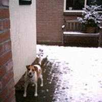 Foto 1 bij Epilepsie bij je hond: wat doe je tijdens een aanval?