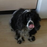 Foto 2 bij Dingen die een Hond moet onthouden