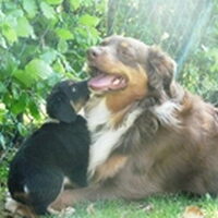Foto 2 bij Hondenrassen