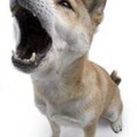 Foto 1 bij MIJN HOND BLAFT TE VAAK