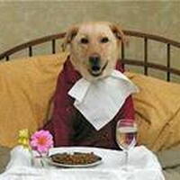 Foto 1 bij Vasten : Goed voor je hond?