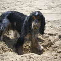 Foto 1 bij Wat te doenals uw hond niet lekker ruikt