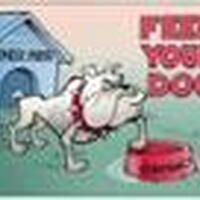 Foto 1 bij Koken voor je hond!