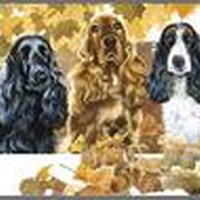 Foto 3 bij Boeken: Wat denkt mijn hond?