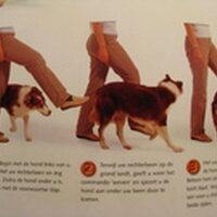Foto 2 bij Boek; Hondenspelletjes