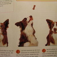 Foto 3 bij Boek; Hondenspelletjes
