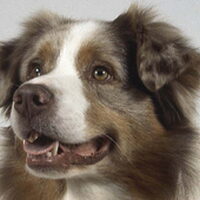 Foto 2 bij 97 manieren om je hond te laten lachen