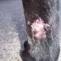Foto 1 bij Hotspot bij je hond: oorzaak, scheren en behandelen
