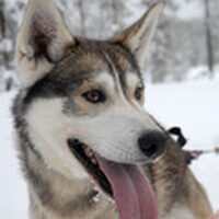 Foto 3 bij 97 manieren om je hond te laten lachen