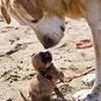 Foto 1 bij Veel voorkomende gezondheidsproblemen bij pups