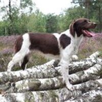 Foto 4 bij Hondenrassen