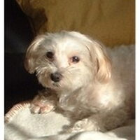 Foto 2 bij Epilepsie bij je hond: wat doe je tijdens een aanval?