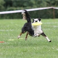 Foto 2 bij hondenfrisbee