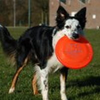 Foto 4 bij hondenfrisbee