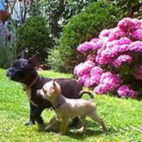 Foto 2 bij Boek < als mijn hond kon praten>