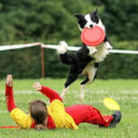 Foto 5 bij hondenfrisbee