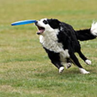 Foto 9 bij hondenfrisbee