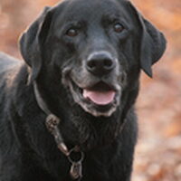 Foto 4 bij 97 manieren om je hond te laten lachen