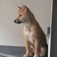 Foto 2 bij 1ste Nederlandstalig boek over de Shiba Inu