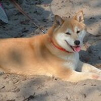 Foto 3 bij 1ste Nederlandstalig boek over de Shiba Inu
