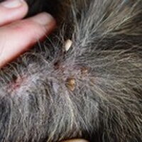 Foto 1 bij informatie over teken en andere ziekte overbrengende insecten (vakantie)