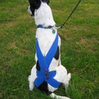 Foto 3 bij TTouch® je hond!