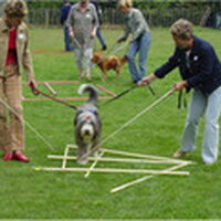 Foto 4 bij TTouch® je hond!