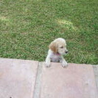 Foto 1 bij Wat moet je weten voordat je een puppy koopt