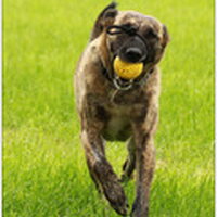Foto 1 bij trainen en belonen