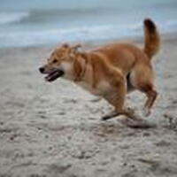 Foto 5 bij 1ste Nederlandstalig boek over de Shiba Inu