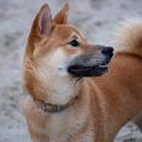 Foto 6 bij 1ste Nederlandstalig boek over de Shiba Inu