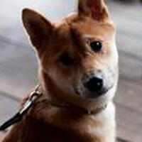 Foto 7 bij 1ste Nederlandstalig boek over de Shiba Inu