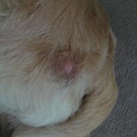 Foto 2 bij Hotspot bij je hond: oorzaak, scheren en behandelen