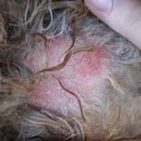 Foto 3 bij Hotspot bij je hond: oorzaak, scheren en behandelen