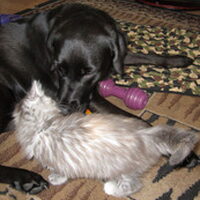 Foto 1 bij Hond aan de kat laten wennen
