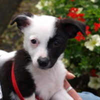 Foto 1 bij Artikel voor een advater van mijn eigen hondje =)