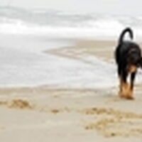 Foto 1 bij Hondenrassen