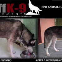 Foto 1 bij Voedingssupplement BuffK 9 en bullymax