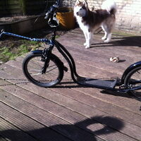 Foto 1 bij Mushing