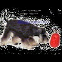 Foto 4 bij Intelligente speeltjes voor de hond