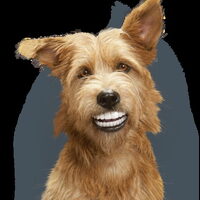 Foto 5 bij Is jouw hond gezond ?