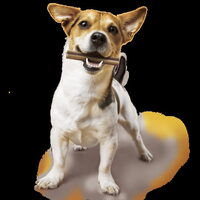 Foto 6 bij Is jouw hond gezond ?