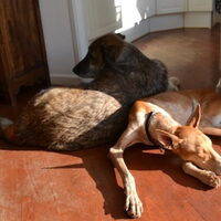 Foto 1 bij Pleeggezin voor buitenlandse honden