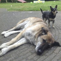 Foto 2 bij Pleeggezin voor buitenlandse honden