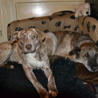 Foto 3 bij Pleeggezin voor buitenlandse honden