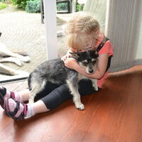 Foto 5 bij Pleeggezin voor buitenlandse honden