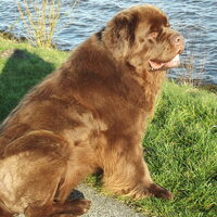 Foto 1 bij Stamceltherapie bij honden .