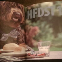 Foto 3 bij 1ste Nederlandse Australian Labradoodle boek.