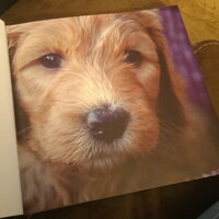 Foto 4 bij 1ste Nederlandse Australian Labradoodle boek.